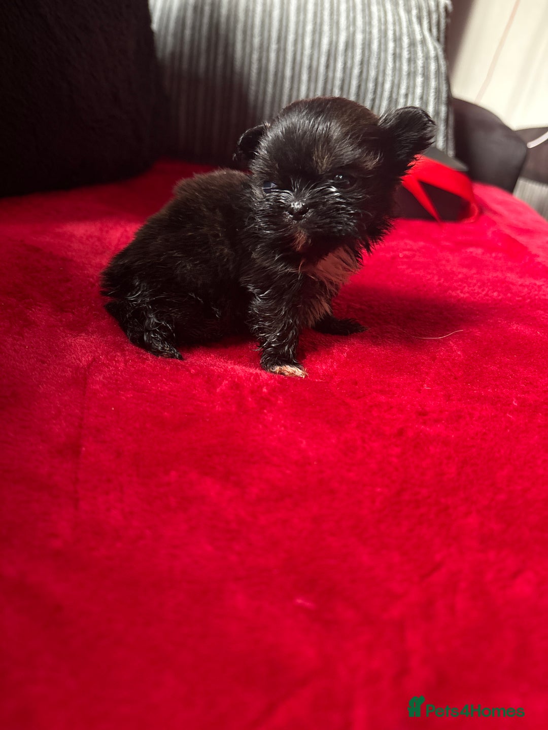 Mixed Breed dogs for sale: Shihtzu puppy’s  - Advert 10