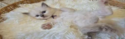 Ragdoll cats for sale: Our beautiful ragdolls 🐾 (ONLY 2 LEFT) - Advert 13