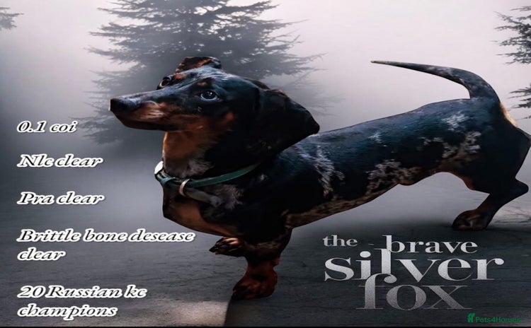 Miniature Dachshund dogs in Morecambe - Advert 1