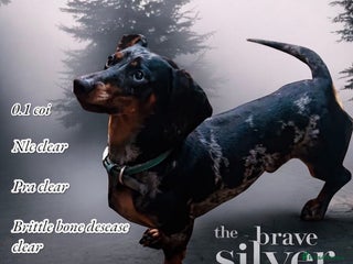 Miniature Dachshund dogs for stud in Morecambe - Advert 1