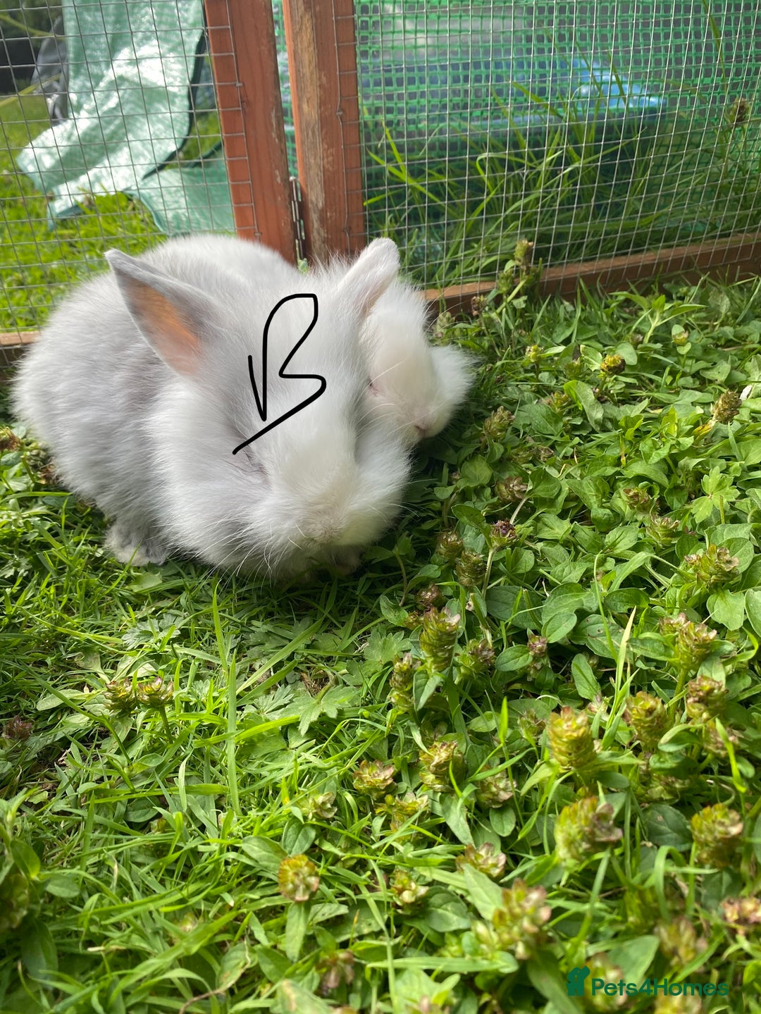 Mixed Breed rabbits for sale: Baby rabbits male and females - Image 13
