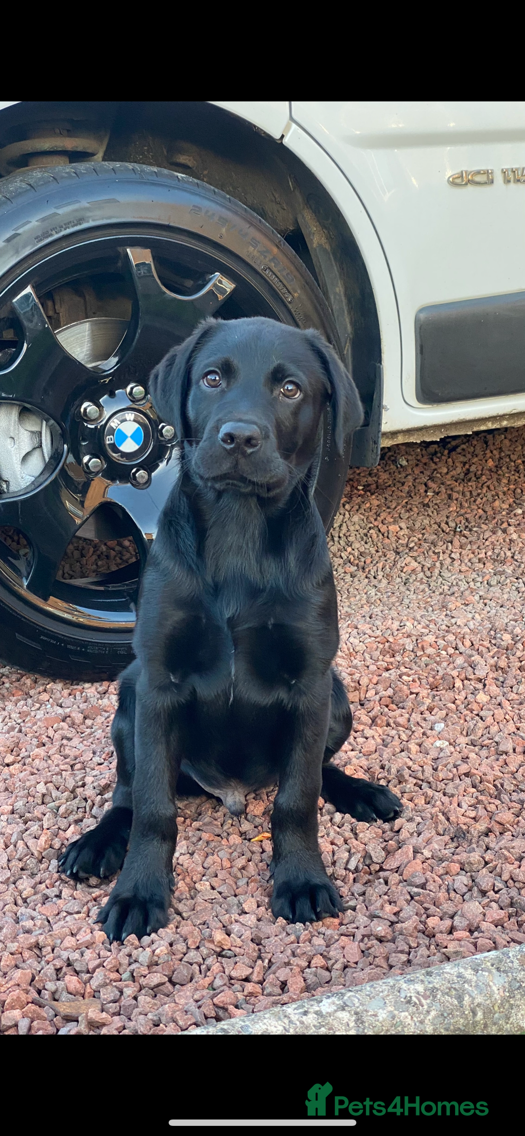 Labrador Retriever dogs for sale: 5 months old drakeshead Labrador  - Advert 3
