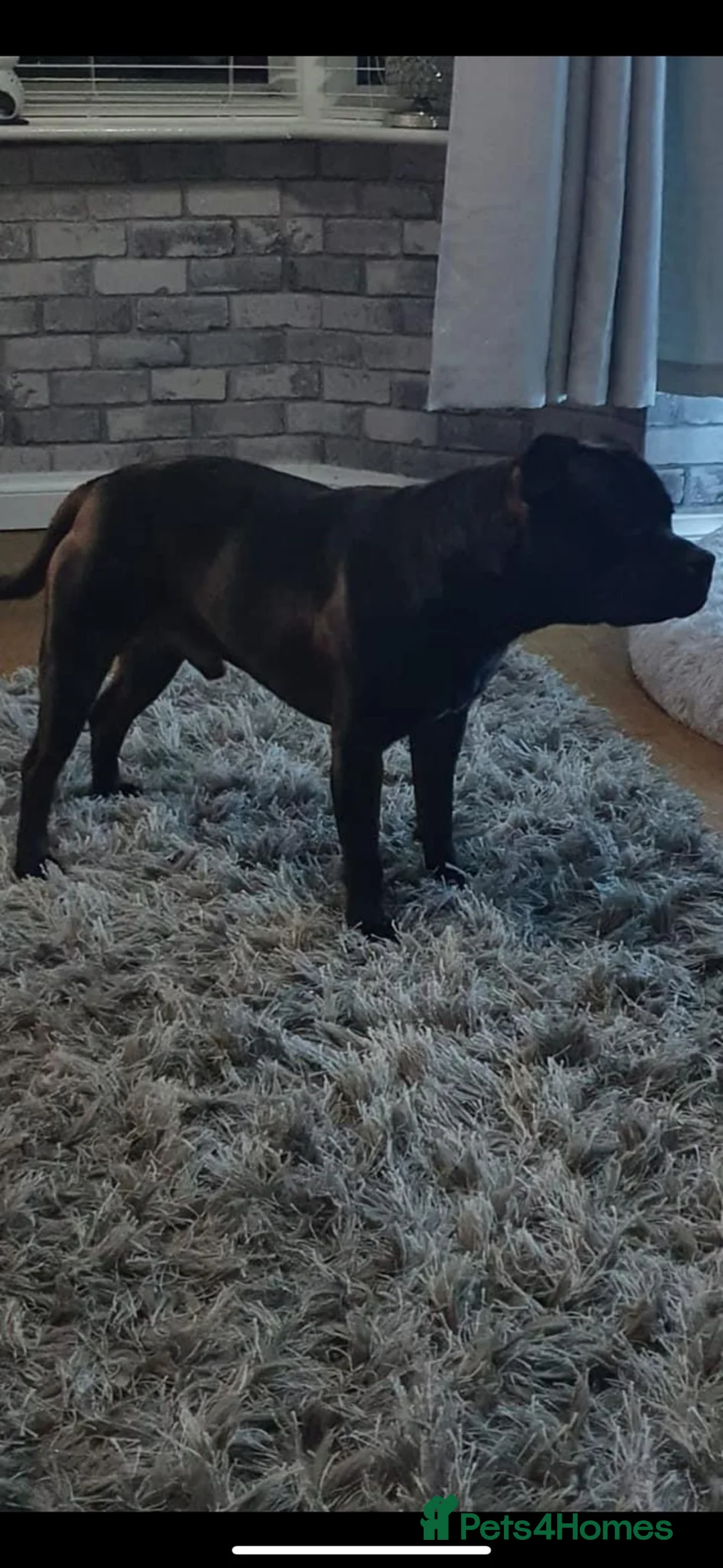 Staffordshire Bull Terrier dogs for stud: STORM FOR STUD in Newton Aycliffe - Advert 6