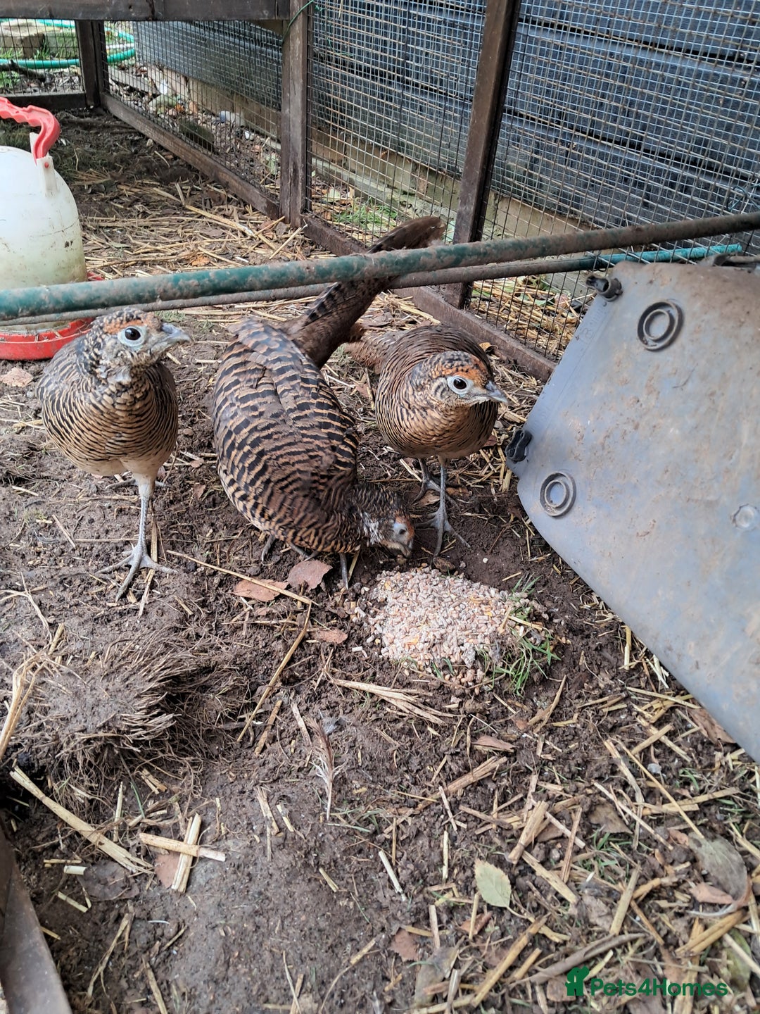 Pheasants poultry for sale: lady amherst pheasant  - Image 3