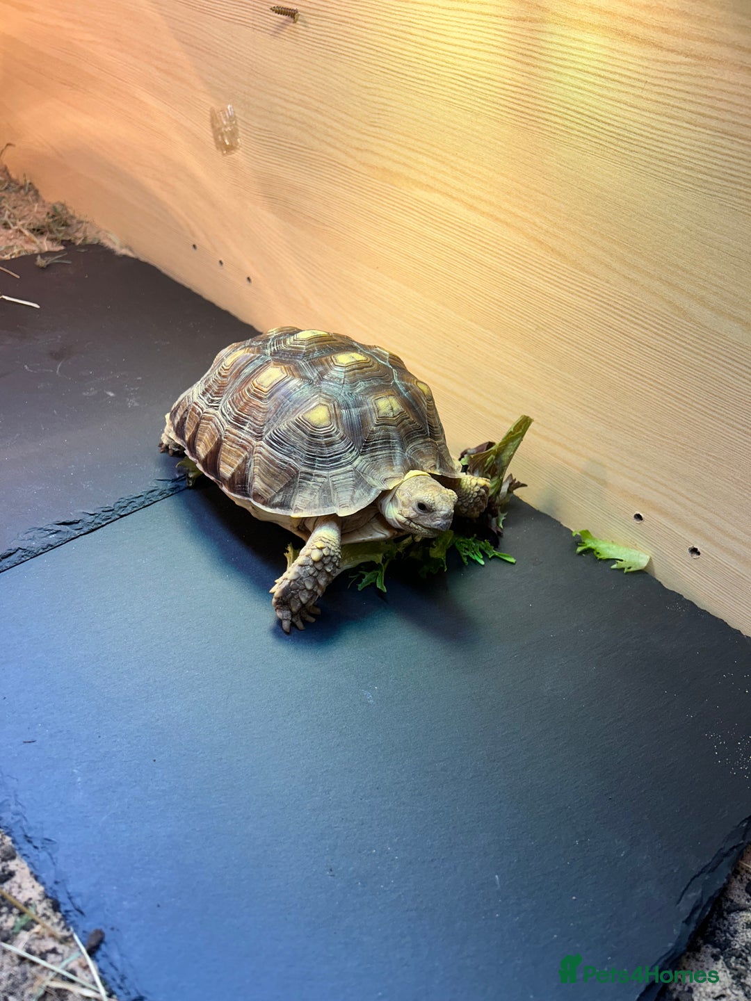 Tortoise reptiles for sale: Sulica tortoise  - Image 5