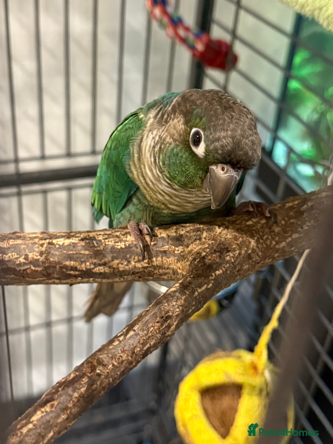 Conures birds for sale: Green cheeked conure - Advert 3