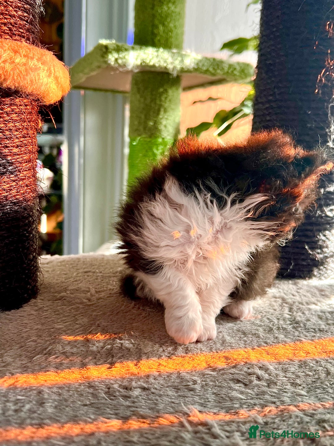 Selkirk Rex cats for sale: Stunning Selkirk rex kittens - Advert 18