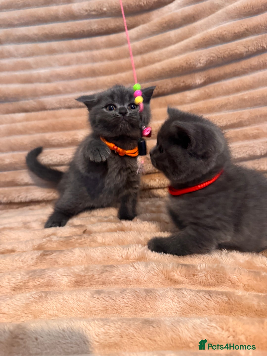 British Shorthair cats for sale: 7 lovely BSH😍 - Advert 21