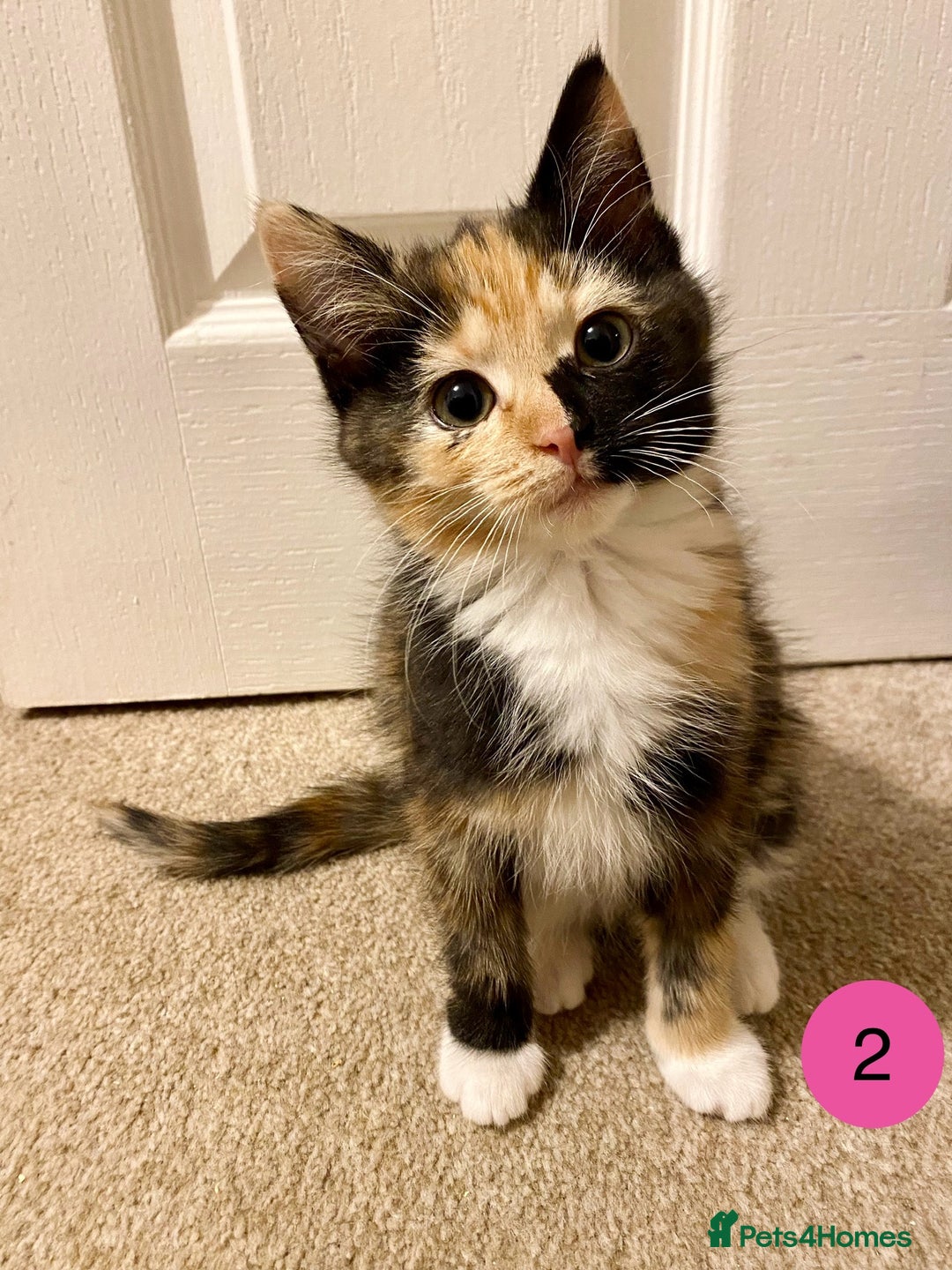 Domestic Shorthair cats for sale: Domestic Shorthair X Ragdoll Cross - Advert 2