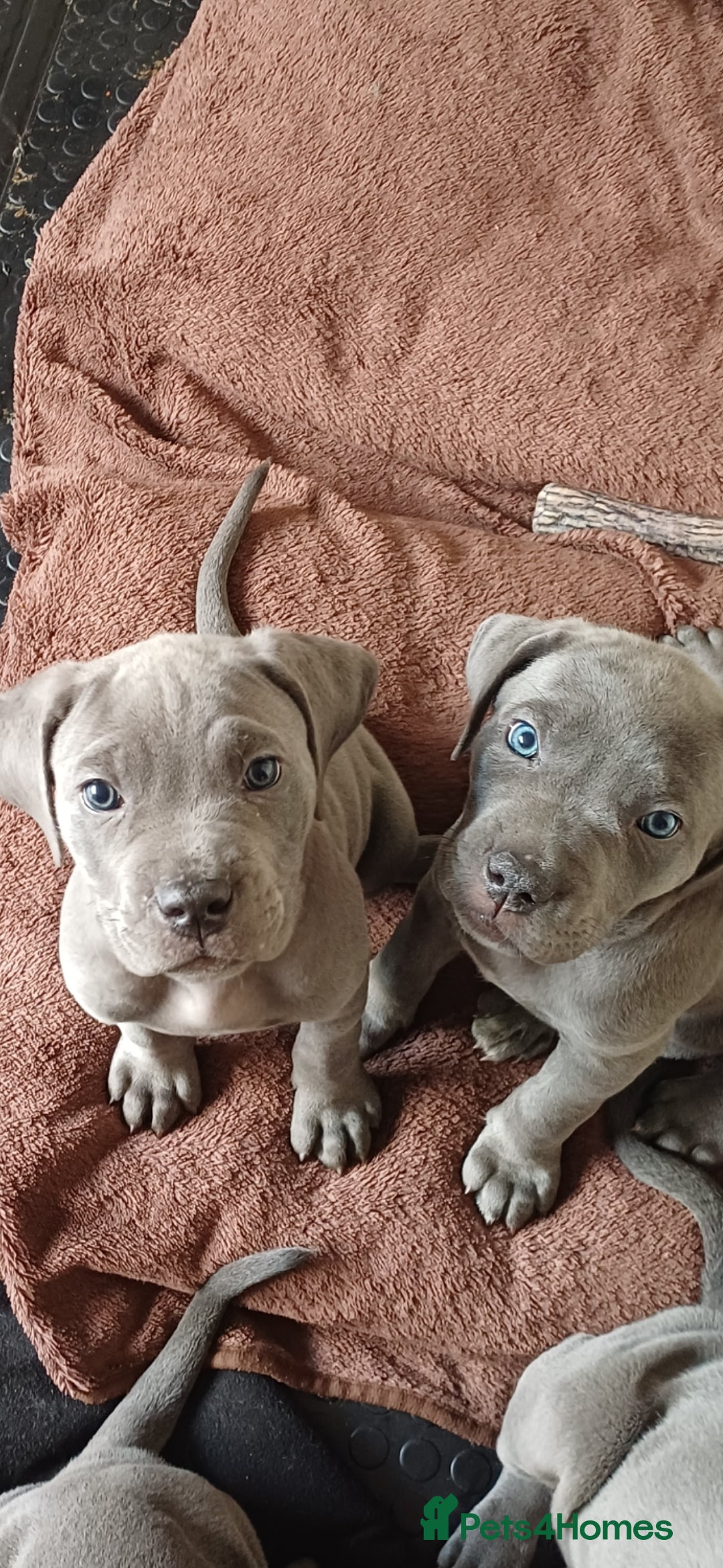 Cane Corso dogs for sale: Stunning 4th Generation Cane Corse Pups  - Advert 12