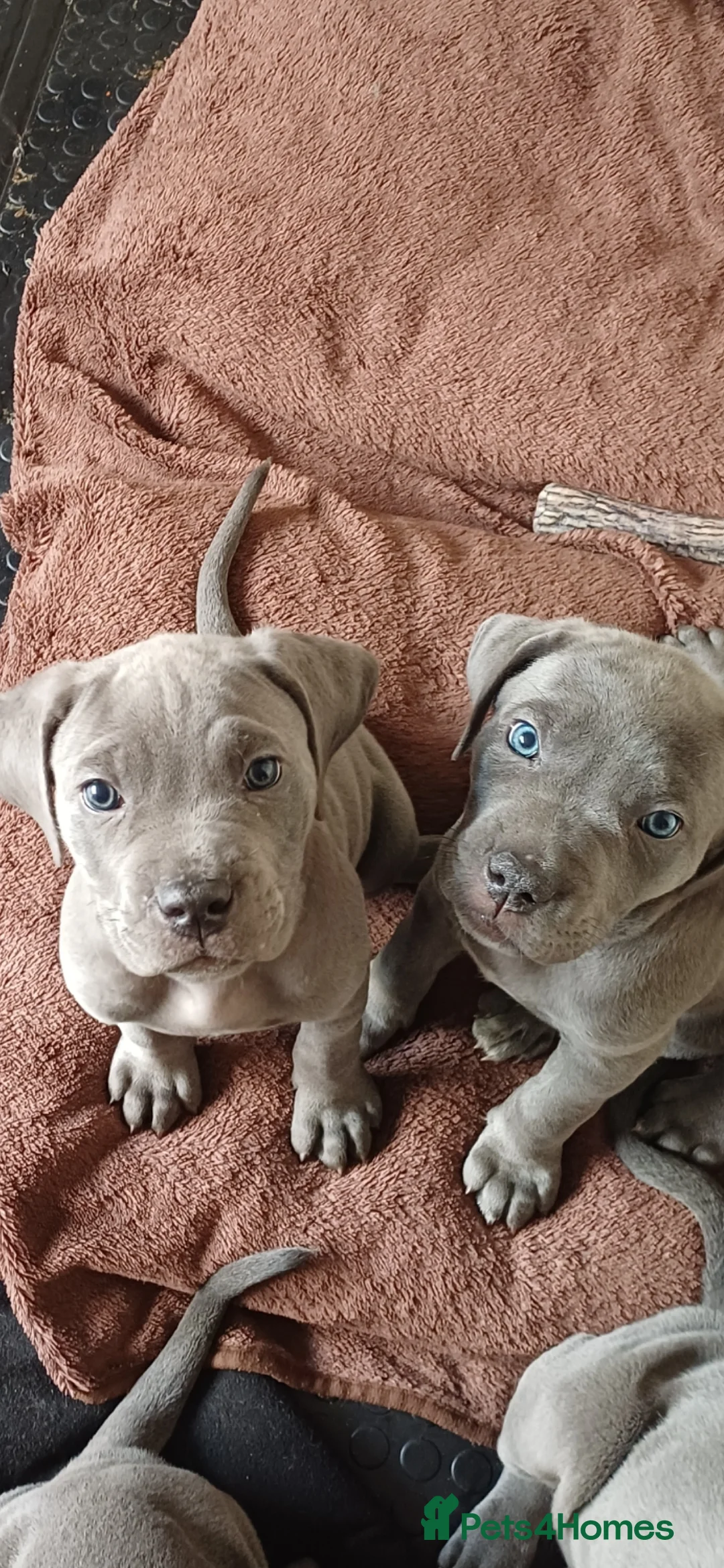 Cane Corso dogs for sale: Stunning 4th Generation Cane Corse Pups  - Advert 9