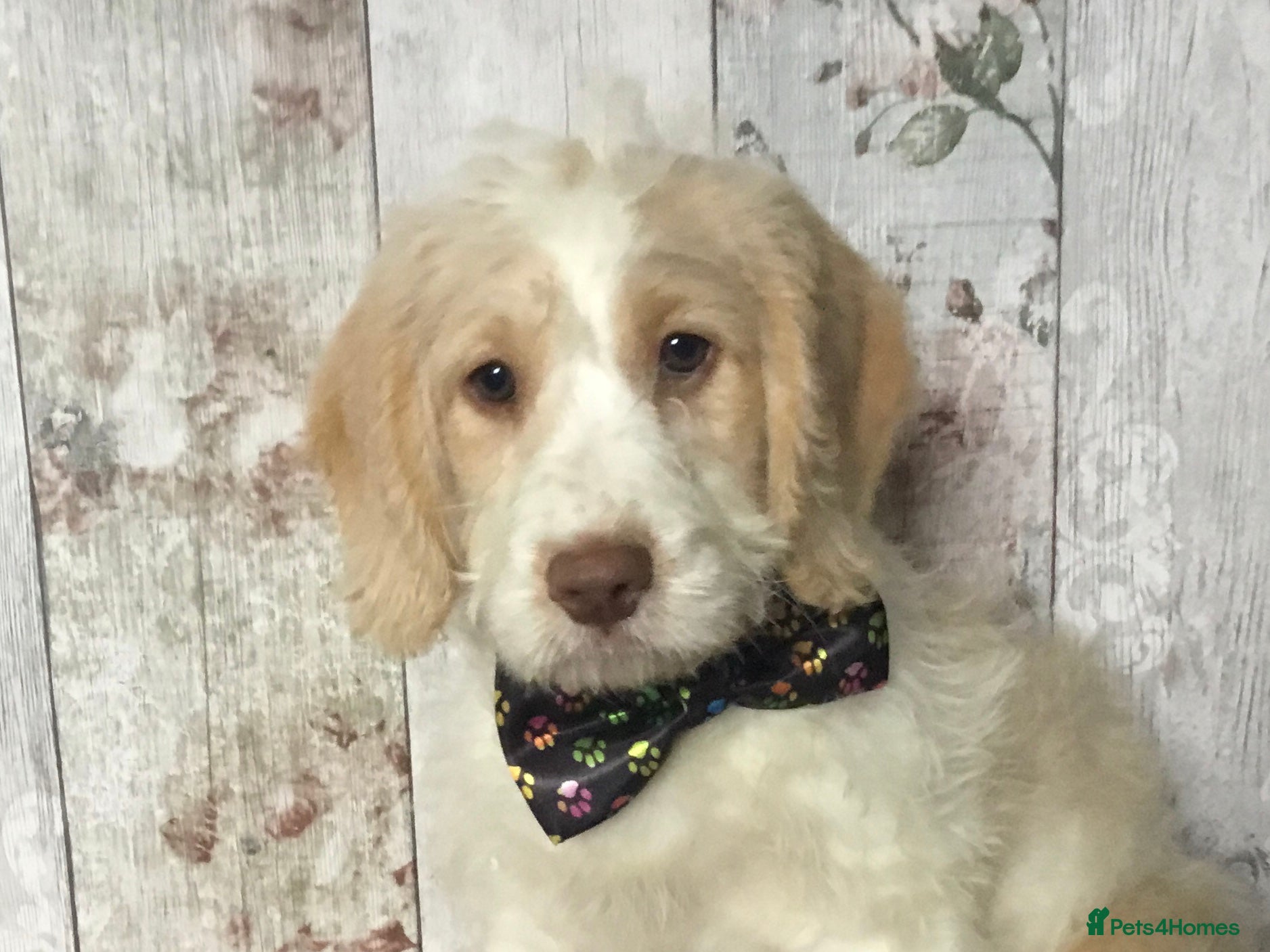 Mixed Breed dogs Cockador x poodle pups( mini doodles) - Advert 3