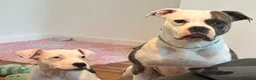 American Bulldog dogs for sale: Female American bulldog  - Advert 2