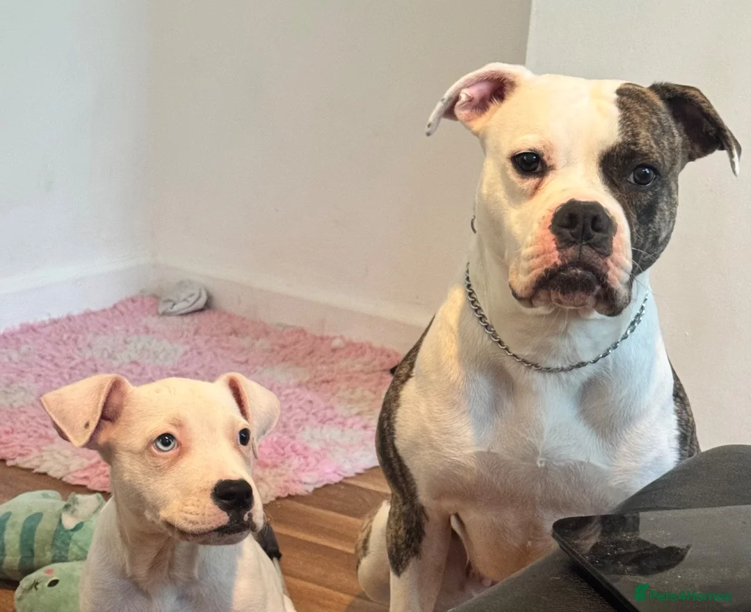American Bulldog dogs for sale: Female American bulldog  - Advert 2