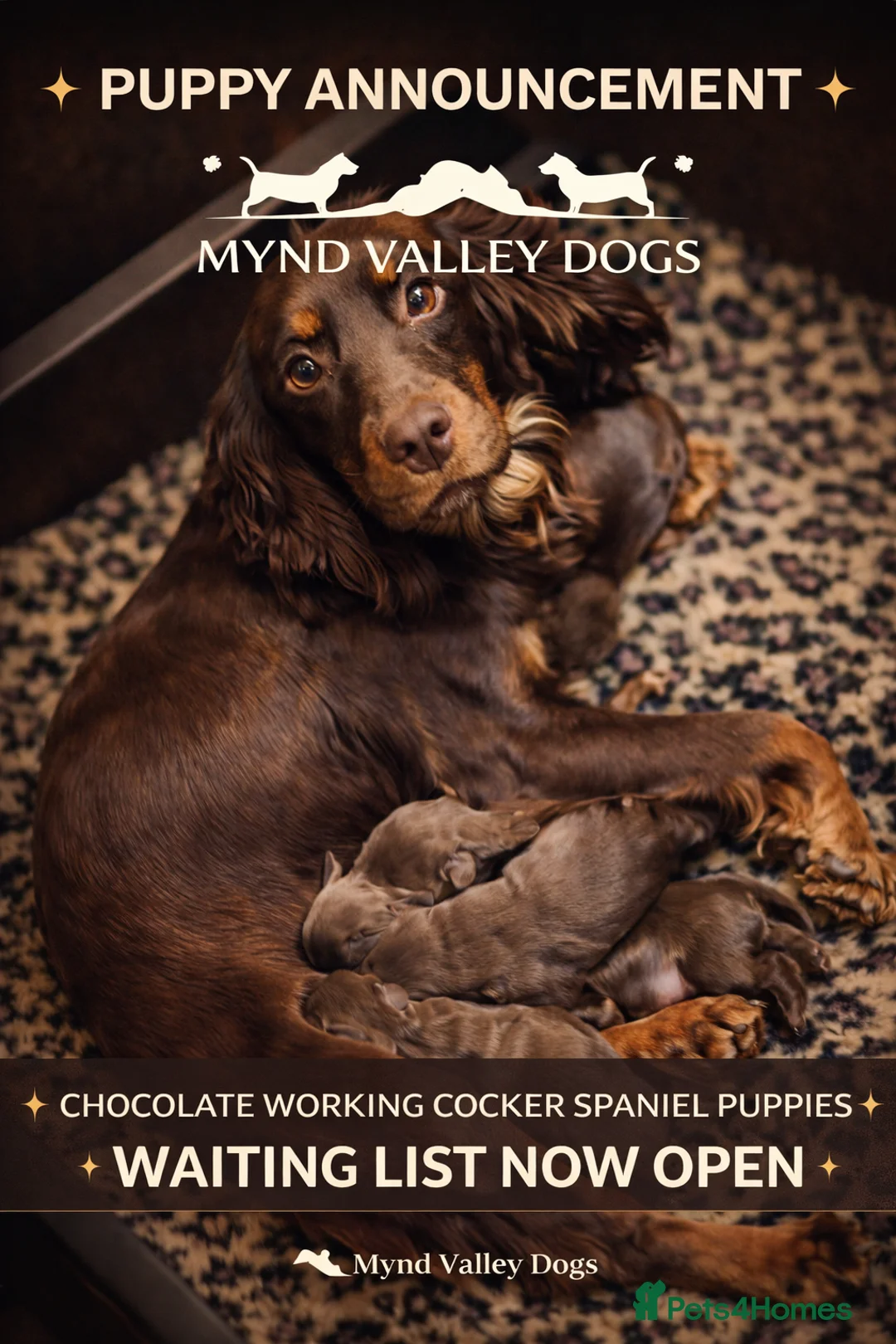 Cocker Spaniel dogs for sale: Stunning Working Cocker Spaniel Puppies.  - Advert 1