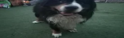 Bernese Mountain Dog dogs for stud: Breeding  in Brigg - Advert 1
