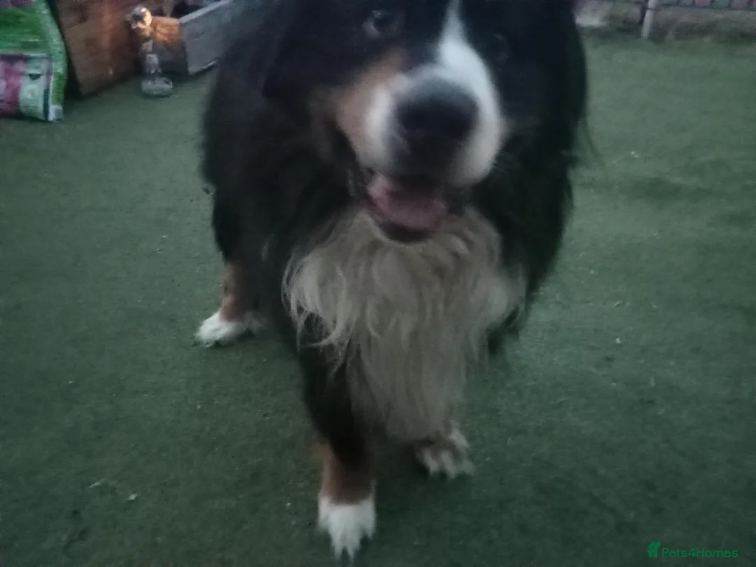 Bernese Mountain Dog dogs for stud: Breeding  in Brigg - Advert 1