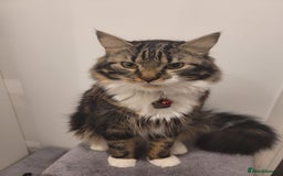 Mixed Breed cats for sale: Lovely Adult Tabby Cat Looking to be Rehomed - Advert 1