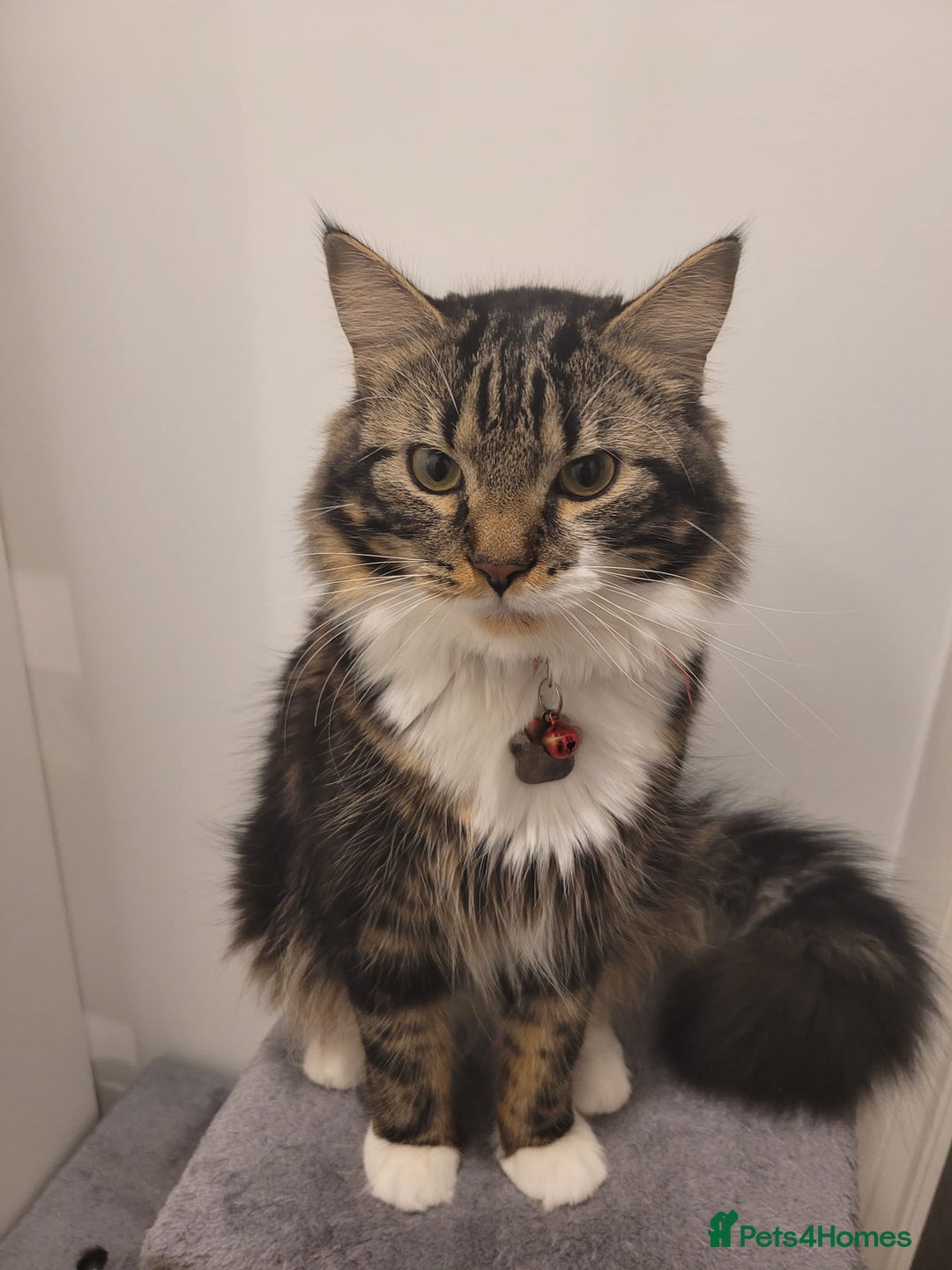 Mixed Breed cats for sale: Lovely Adult Tabby Cat Looking to be Rehomed - Advert 1