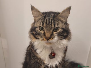 Mixed Breed cats Lovely Adult Tabby Cat Looking to be Rehomed - Advert 1