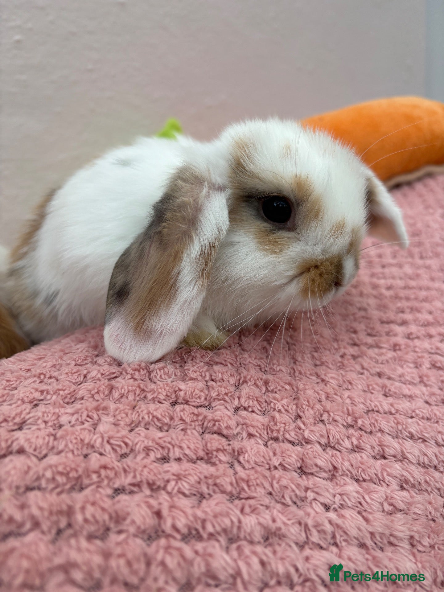 Mini Lop rabbits Mini lops-raised indoors-vaccinated  - Advert 2