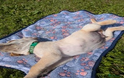 Labrador Retriever dogs for sale: Black/red Labrador pups - Image 11