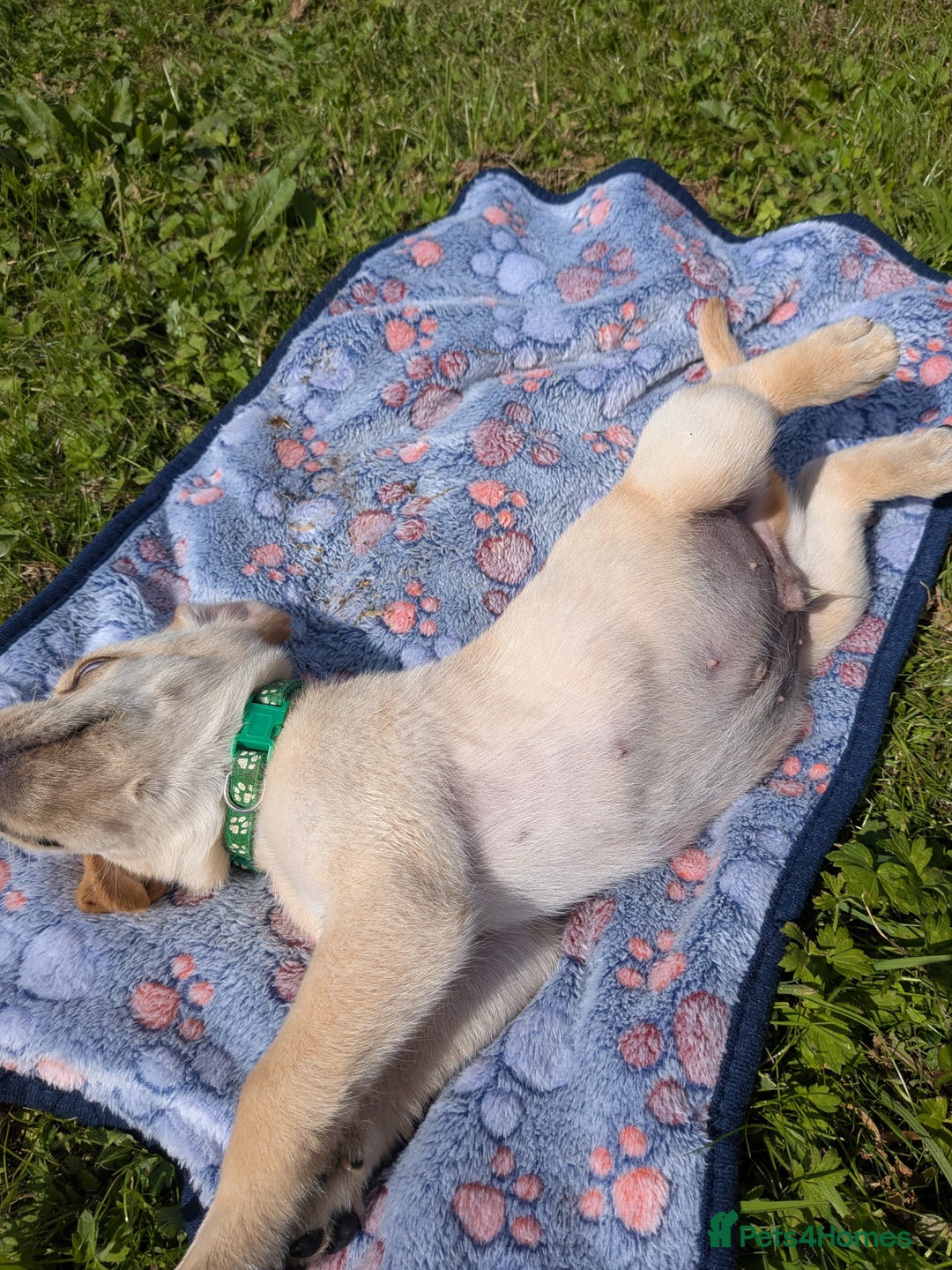 Labrador Retriever dogs for sale: Black/red Labrador pups - Image 11