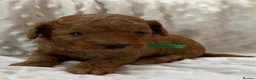 Cockapoo dogs for sale:  F1b American Cockapoos * Health Tested Parents * - Advert 9