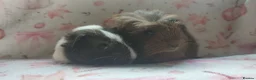 Guinea Pig rodents for sale: Beautiful pair of girl guinea pigs aka sow ready  - Advert 6