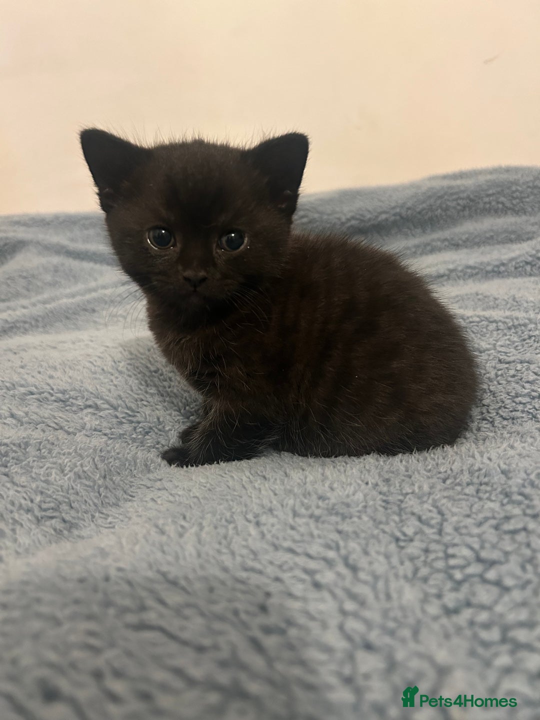 British Shorthair cats for sale: British Short Hair Kittens - Advert 8