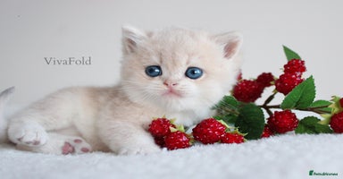 British Shorthair cats ✨Luxurious Premium Kittens ✨ - Advert 15
