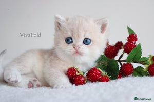 British Shorthair cats ✨Luxurious Premium Kittens ✨ - Advert 8