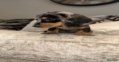 Miniature Dachshund dogs - Advert 7