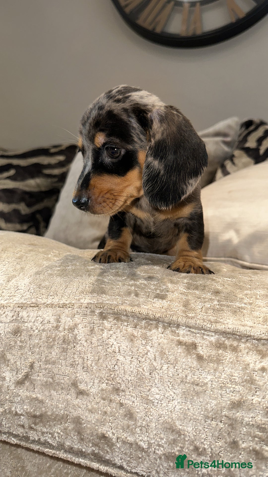 Miniature Dachshund dogs for sale: 🐾Stunning miniature dachshunds🐾 - Image 7