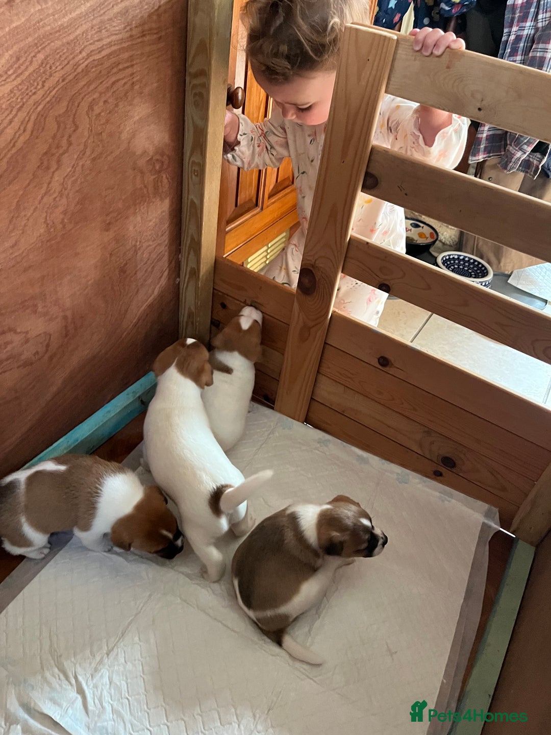 Mixed Breed dogs for sale: Lovely Jack Russel/Plumber puppies - Image 12