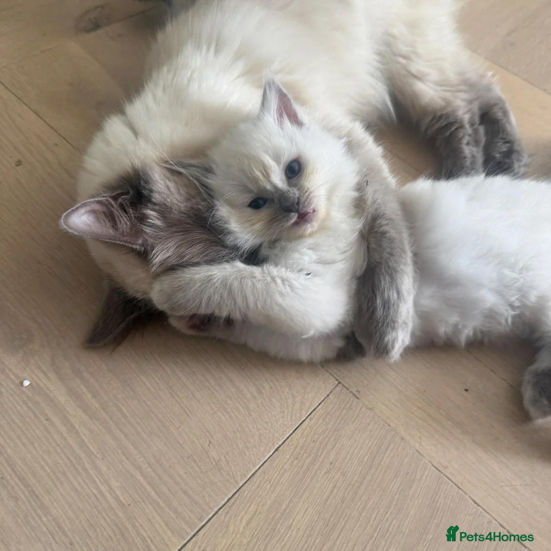 Ragdoll cats for sale: Beautiful Ragdoll blue point girls 7 weeks in London - Advert 2