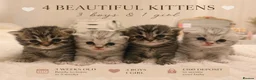 Mixed Breed cats for sale: 💙🌸FOUR PERSIAN/RAGDOLL KITTENS🌸💙 - Advert 1