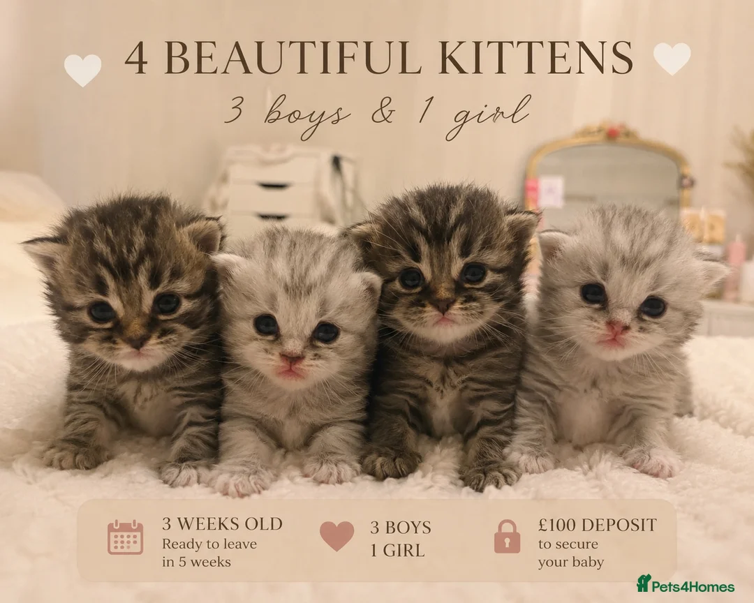 Mixed Breed cats for sale: 💙🌸FOUR PERSIAN/RAGDOLL KITTENS🌸💙 - Advert 1