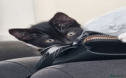 Domestic Shorthair cats for sale: Oreo  - Image 7