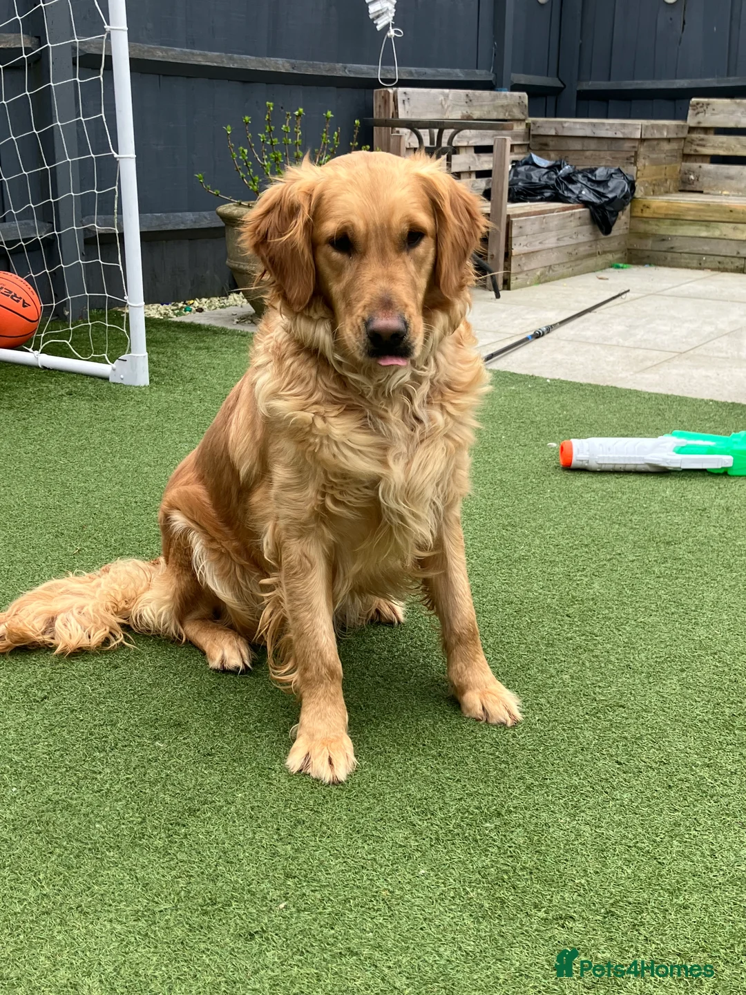 Golden Retriever dogs for sale: Beautiful Golden Retriever Girl - Advert 2