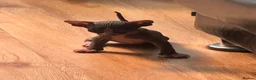 Sphynx cats for sale: Adorable sphinx kittens - Advert 5