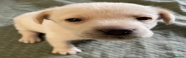 Labrador Retriever 1