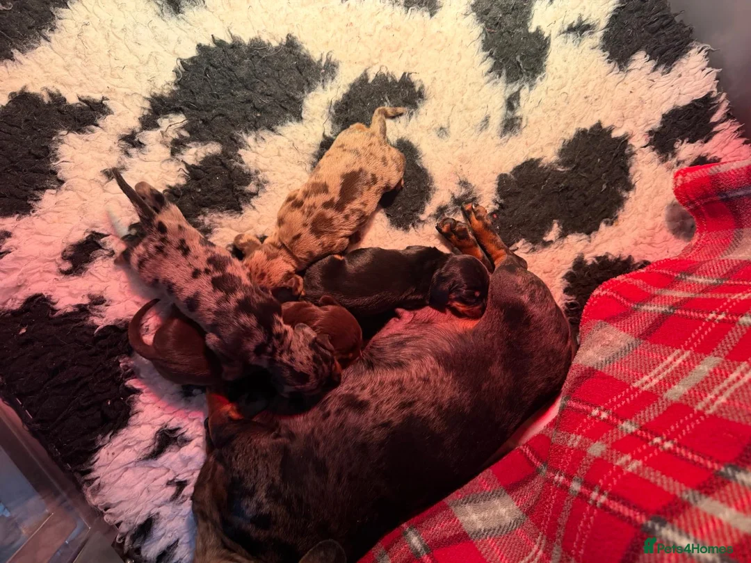 Miniature Dachshund dogs for sale: OUTSTANDING SMOOTH MINIATURE DACHSHUND PUPS  - Advert 15