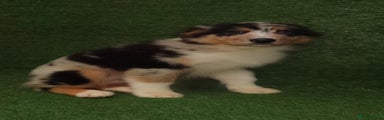 Australian Shepherd Puppy 2