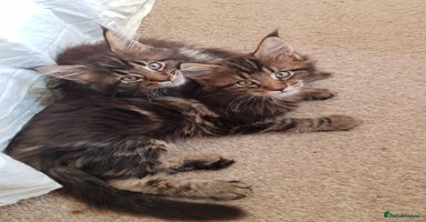 Maine Coon cats Maine coon kittens ready now  - Advert 14