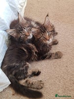 Maine Coon cats Maine coon kittens ready now - Advert 14