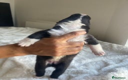 Akita dogs for sale: Akita puppies  - Image 4