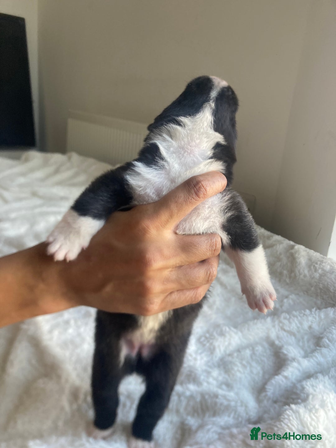 Akita dogs for sale: Akita puppies  - Image 4
