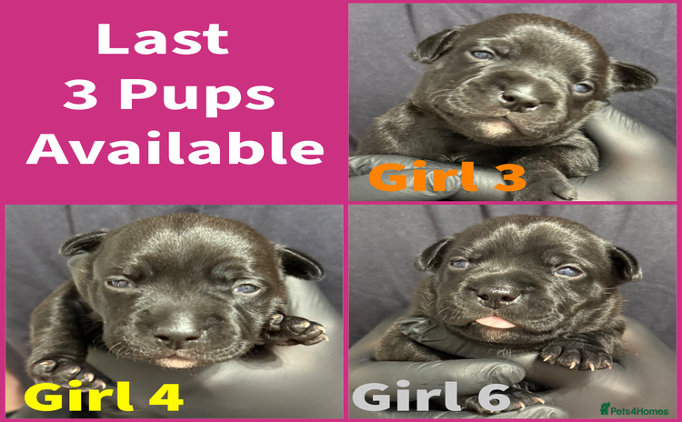 Staffordshire Bull Terrier dogs - Advert 4