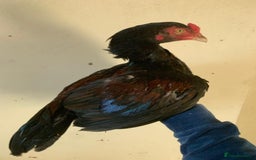 Chickens poultry for sale: Pure Miawali Aseel Stags - Image 1